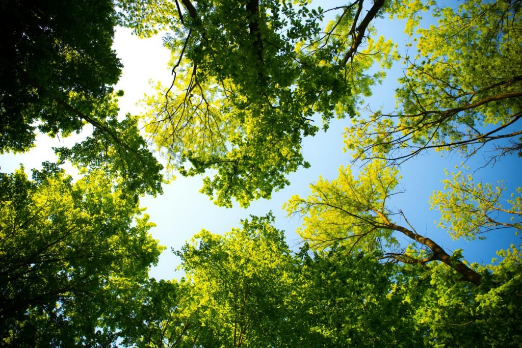 pexels photo 589802 589802 Looking up through vibrant green tree canopy with blue sky. Perfect for nature and outdoor themes.